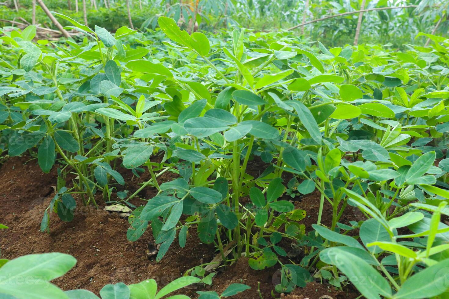 close up photo of green peanut plants on an Indonesian plantation