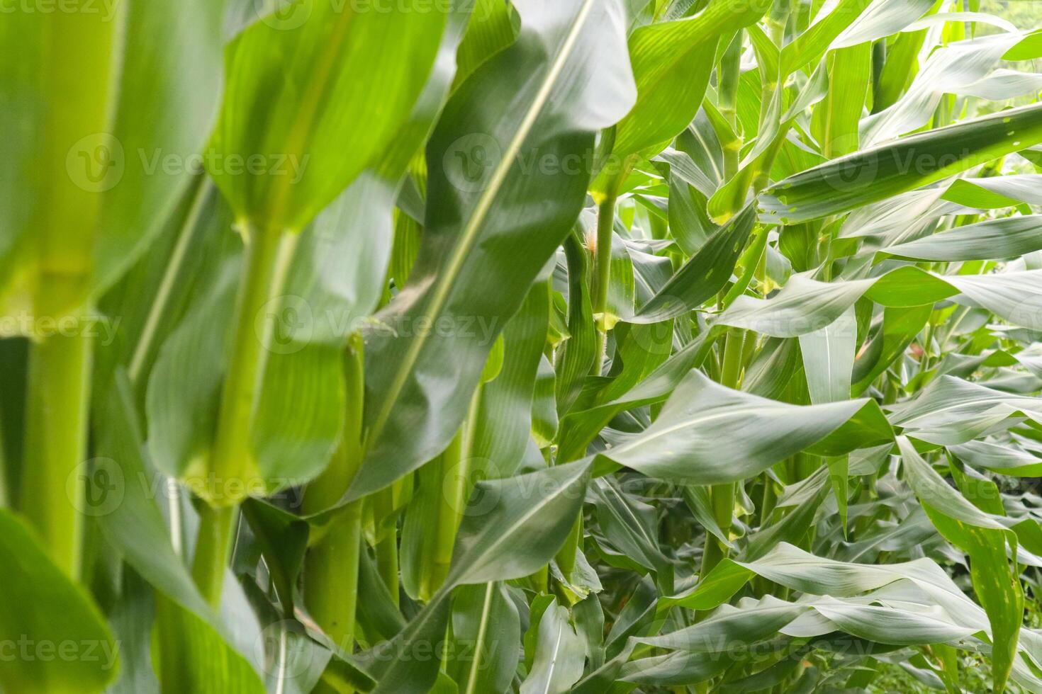 closeup photo of corn plants neatly lined up on an Indonesian plantation