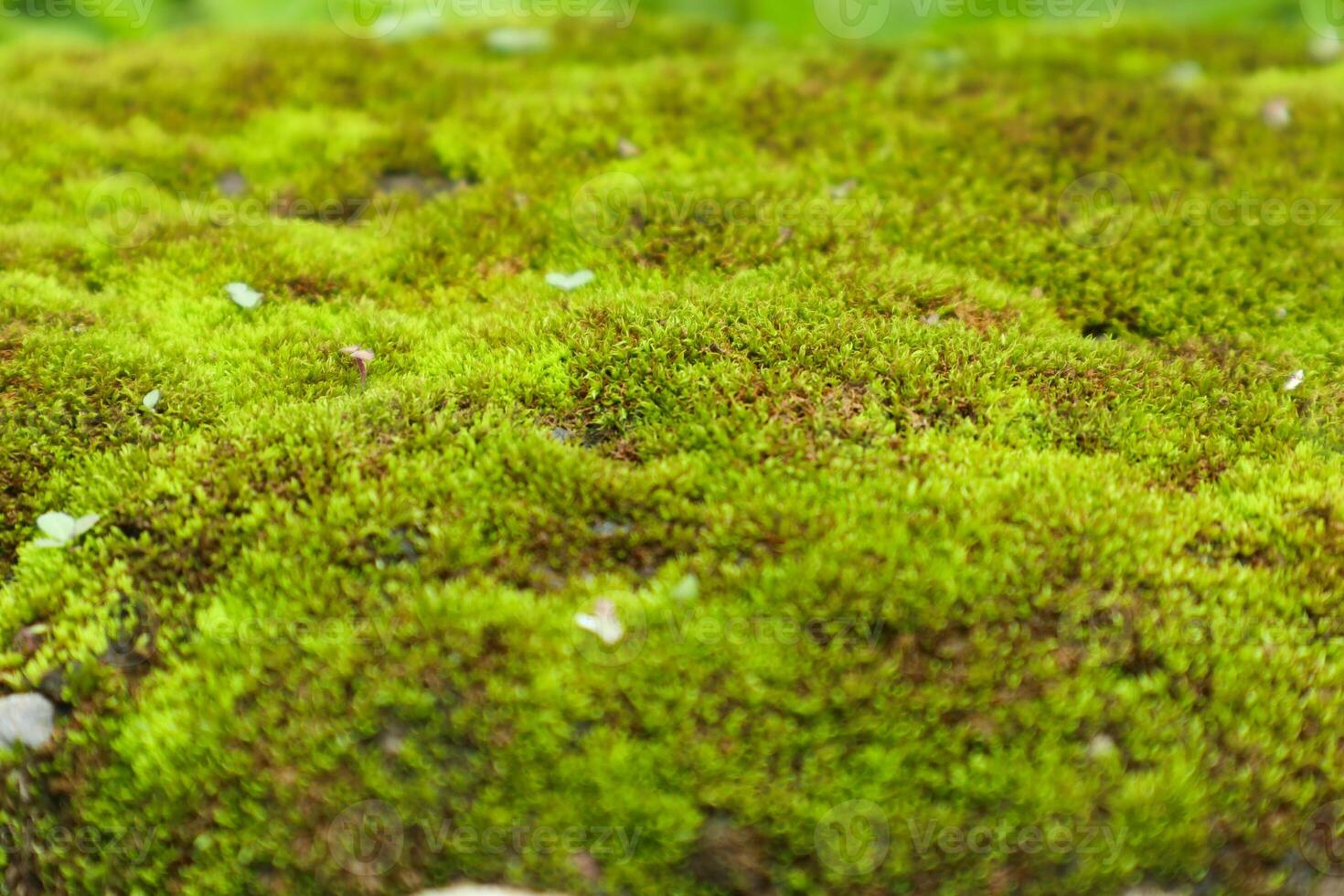 closeup photo of green moss