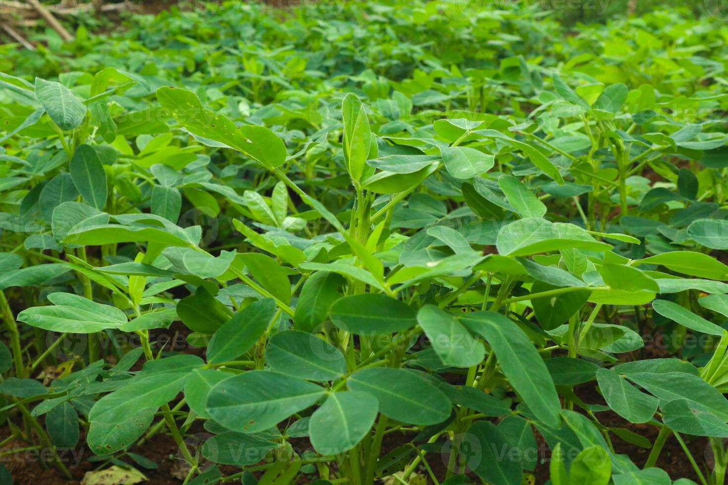 close up view of peanut plant in indonesian garden photo