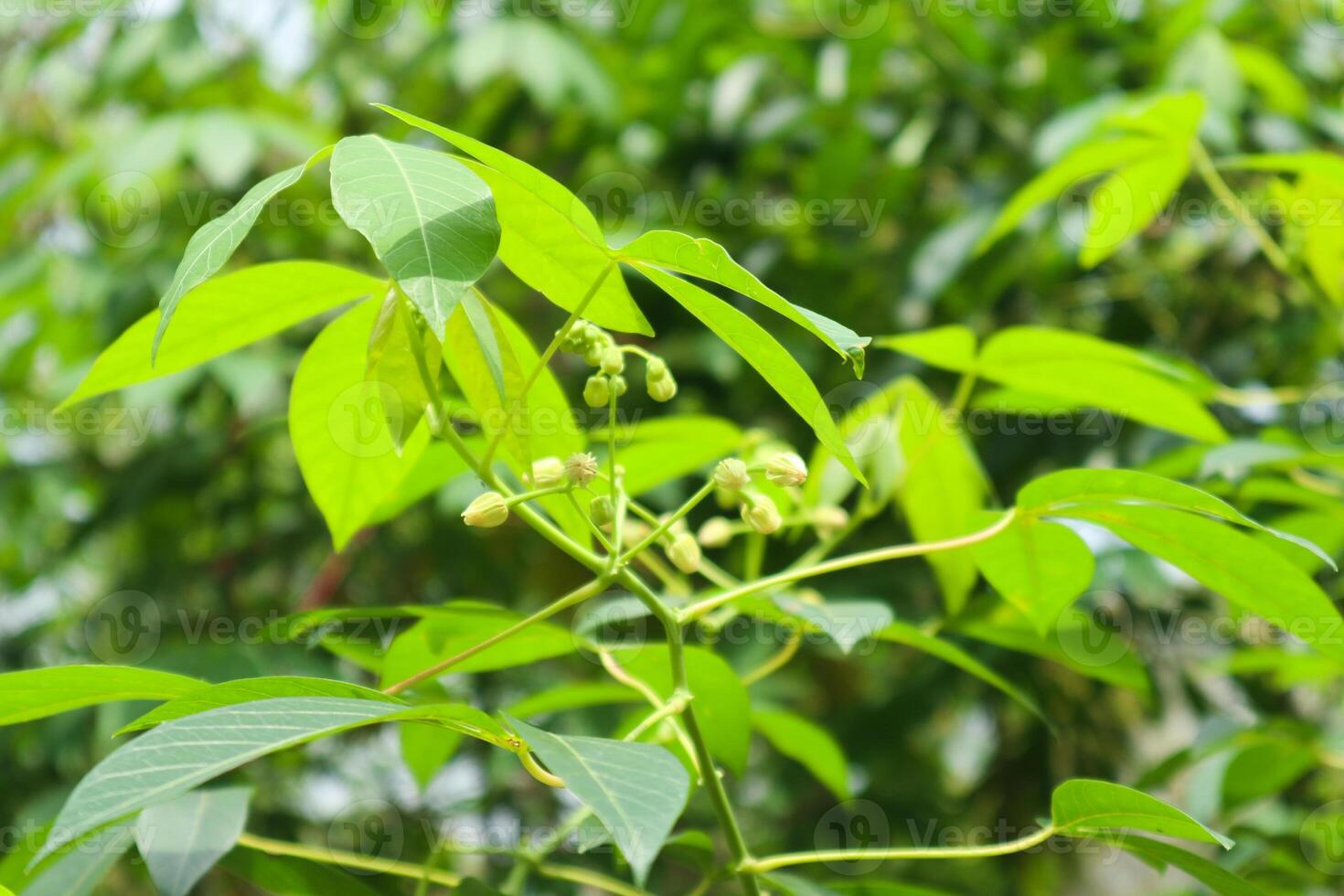 photo of cassava leaves in a sunny afternoon setting
