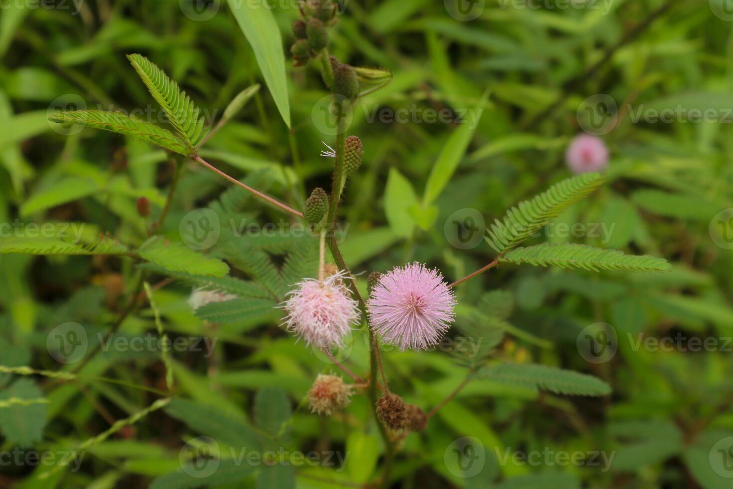 mimosa pudica plant with purple flowers outdoors photo