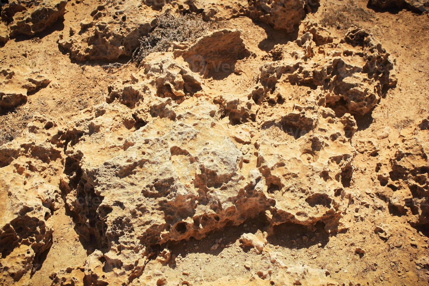 Close up view of corals in Ayia Napa. photo