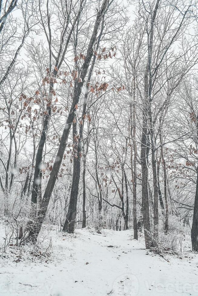The park is covered with a thin layer of snow in winter. The park with tall trees and paths is covered with snow. photo