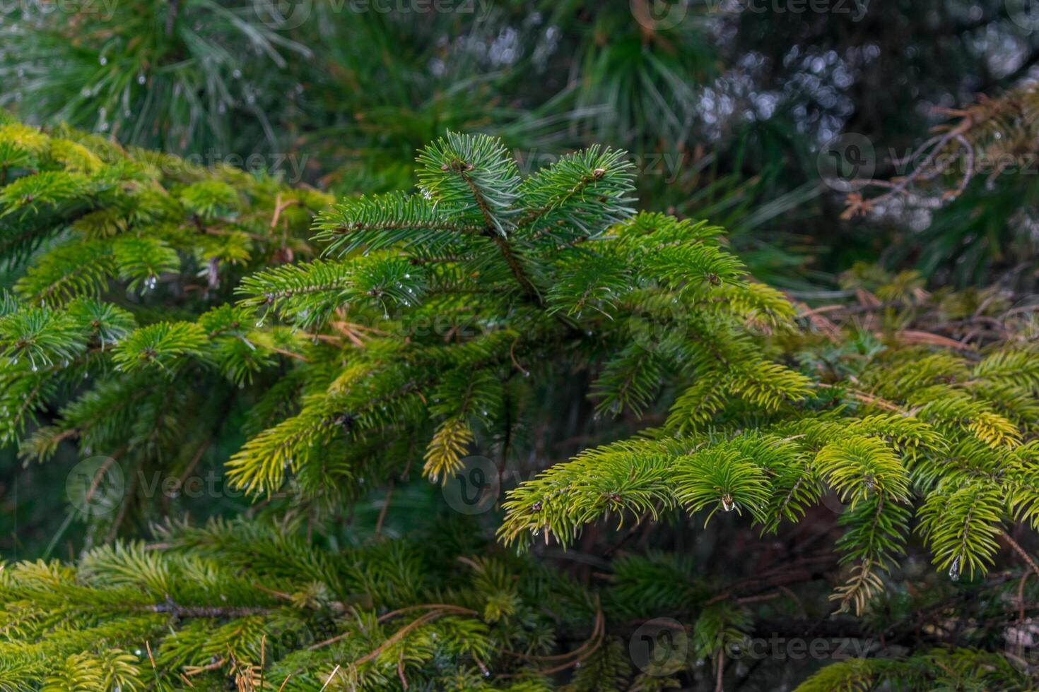 Pine tree close up with raindrops photo