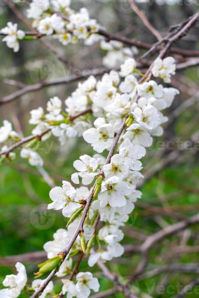 Flowering of the fruit plum tree. Snow-white flowers of the plum tree. photo