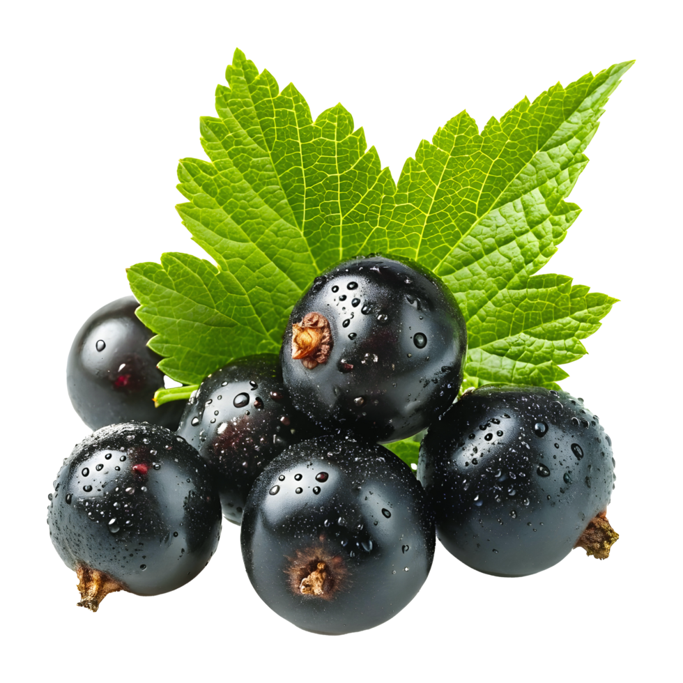 Fresh Blackcurrants with Green Leaf and Water Droplets Macro Photography 8K Resolution png