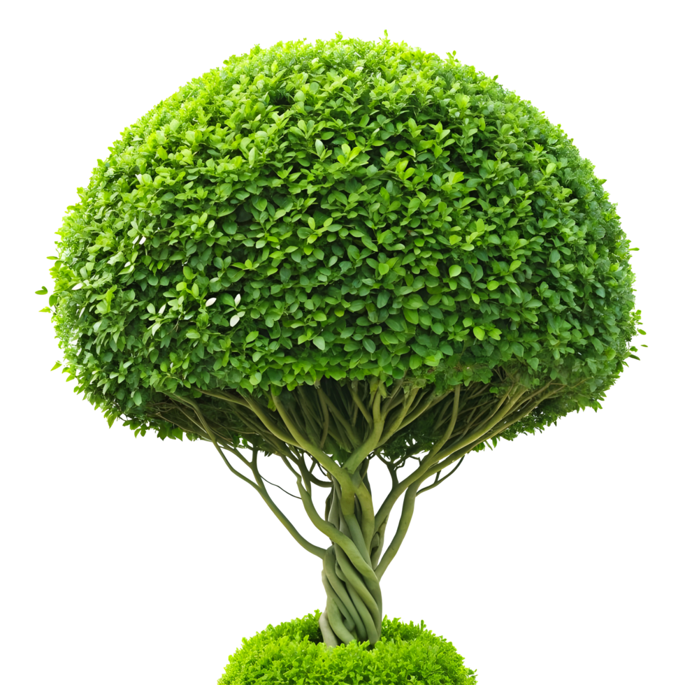 Perfectly Rounded Topiary Tree with Manicured Foliage and Mushroom Shape png