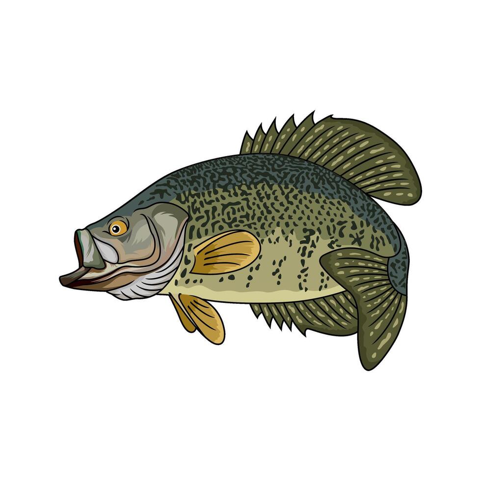 crappie fish that is twisting fishing logo illustration vector