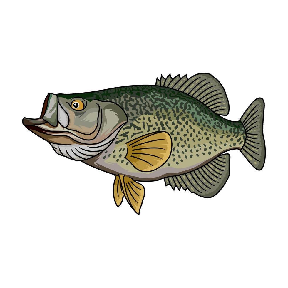 crappie fish full color fishing logo illustration vector
