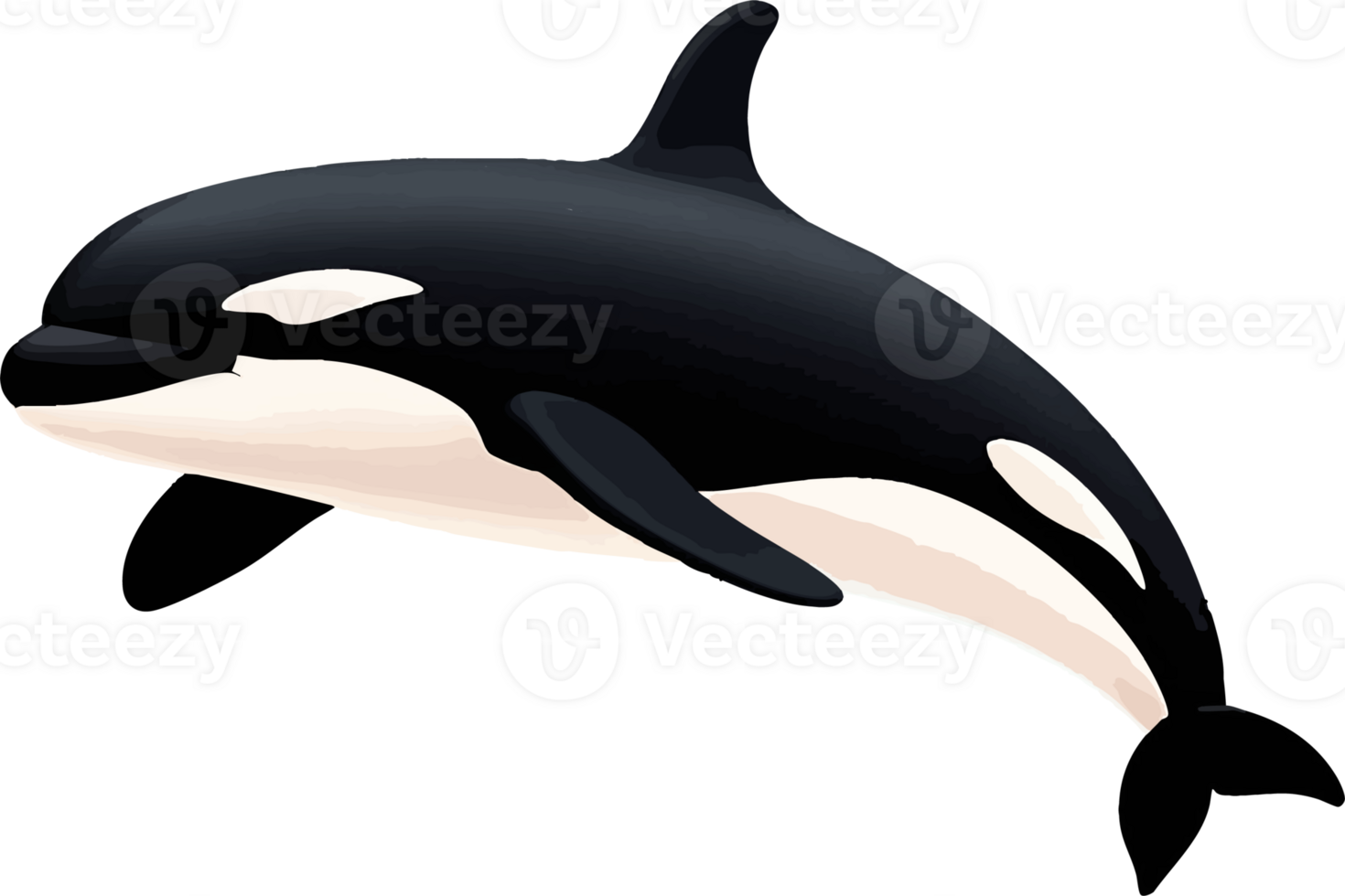 Orca Whale Illustration png