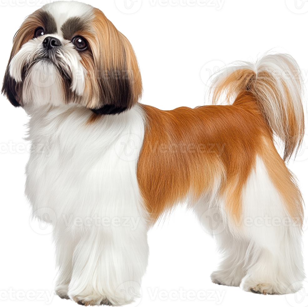 Adorable Shih Tzu Dog Breed Brown and White Fur Studio Shot Pet Portrait png