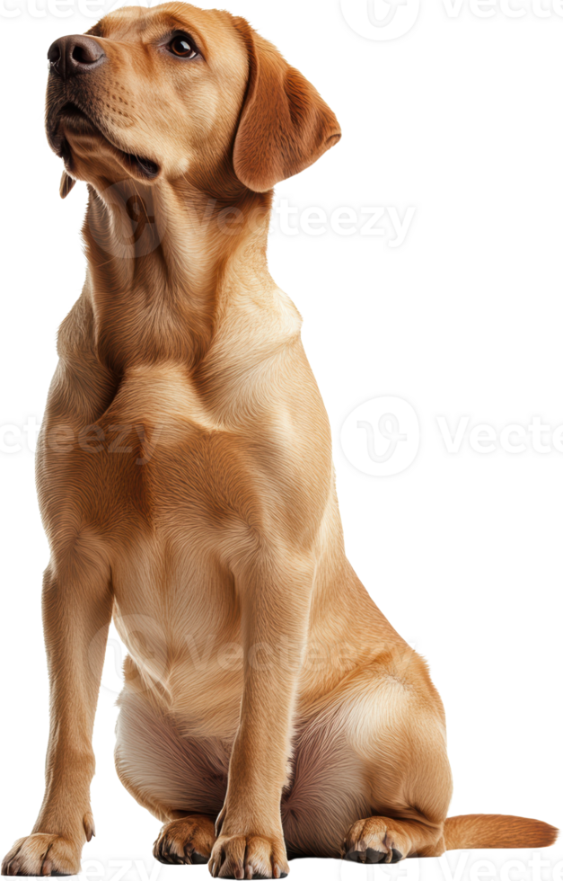Adorable Golden Labrador Retriever Puppy Sitting Studio Shot Dog Portrait png