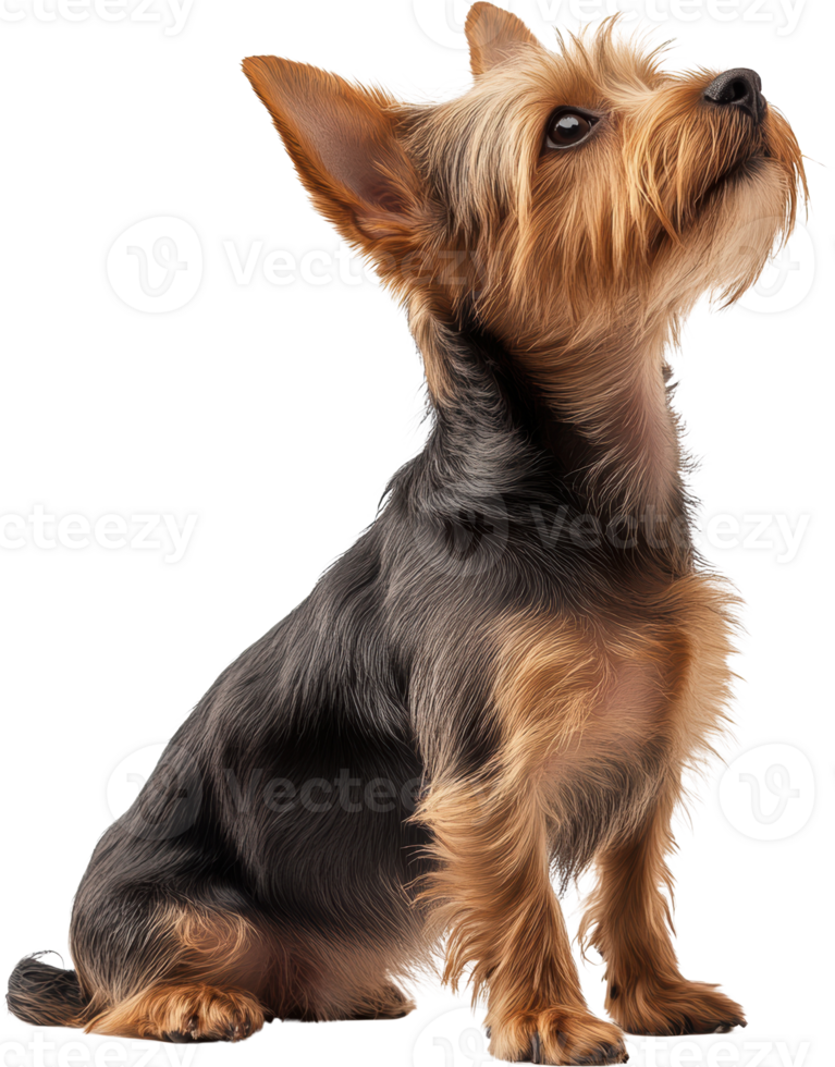 Adorable Yorkshire Terrier Puppy Sitting Looking Up Brown and Black Fur png