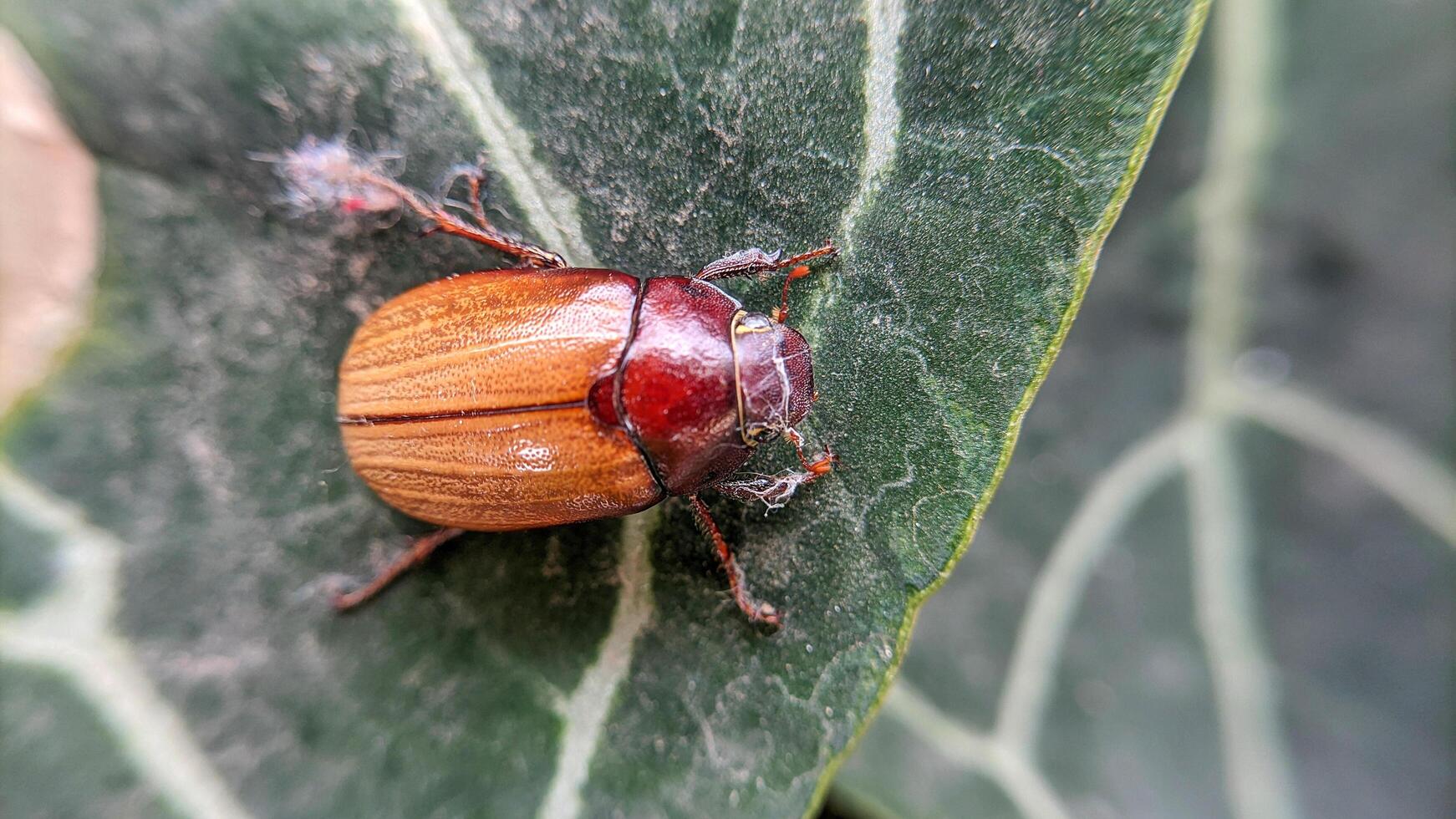 Close up and macro photo of the insect Serica brunnea or Hilyotrogus bicoloreus.