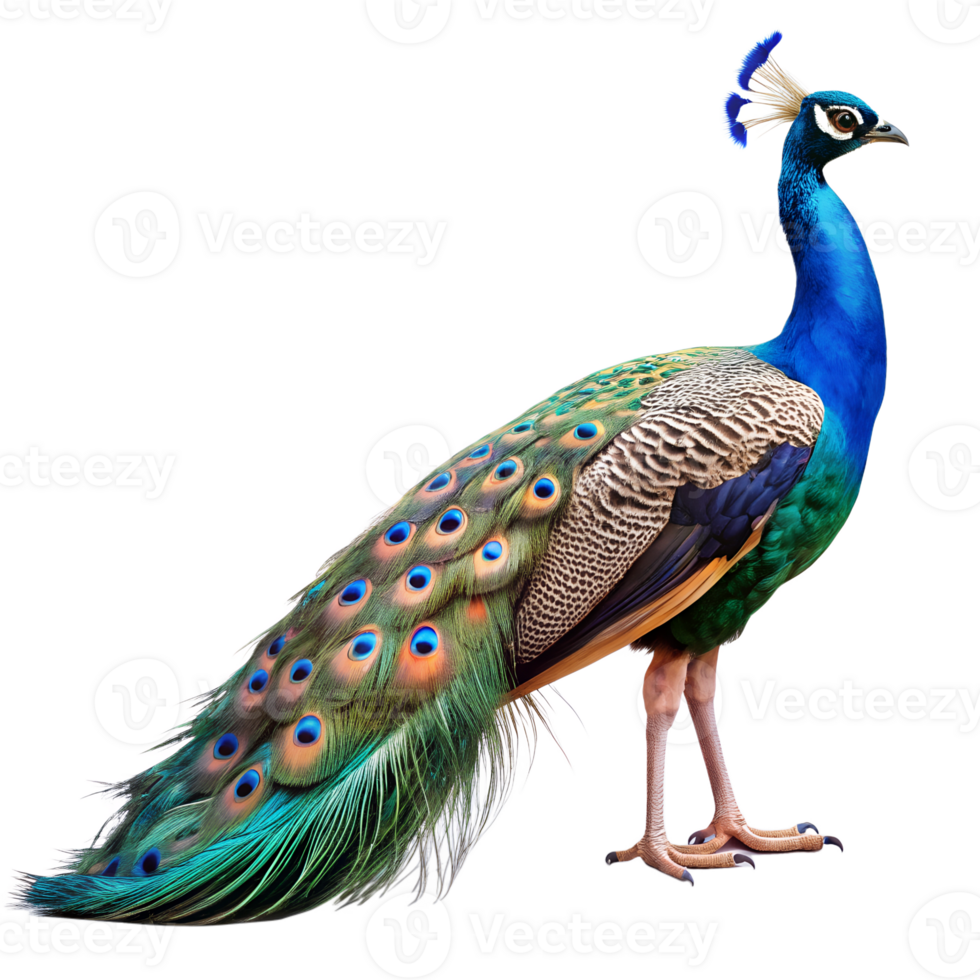 Full Body peacock png