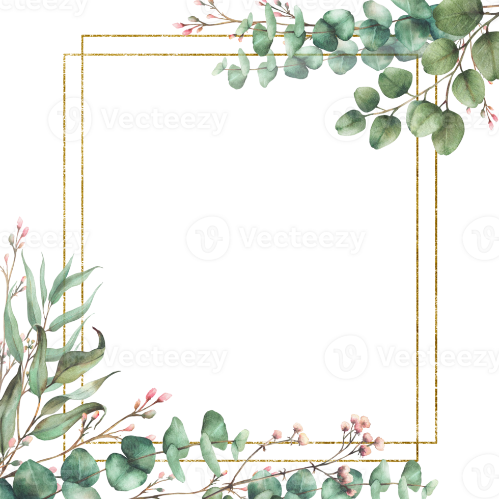 Eucalyptus plant and Gypsophila flower twig with gold frame. Watercolor floral square card template. Green branches with round leaves and pink buds. Hand drawn illustration isolated from background png