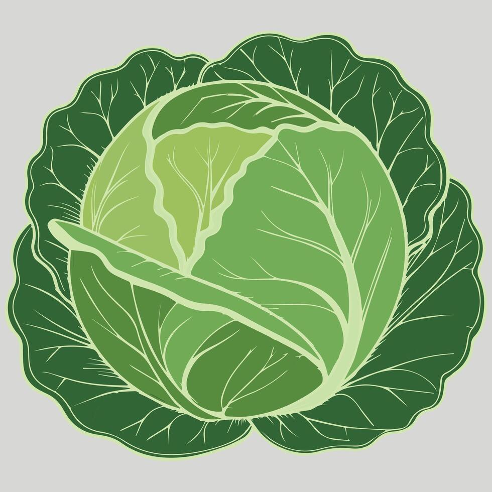 Fresh Cabbage Art for Wholesome Food Projects vector