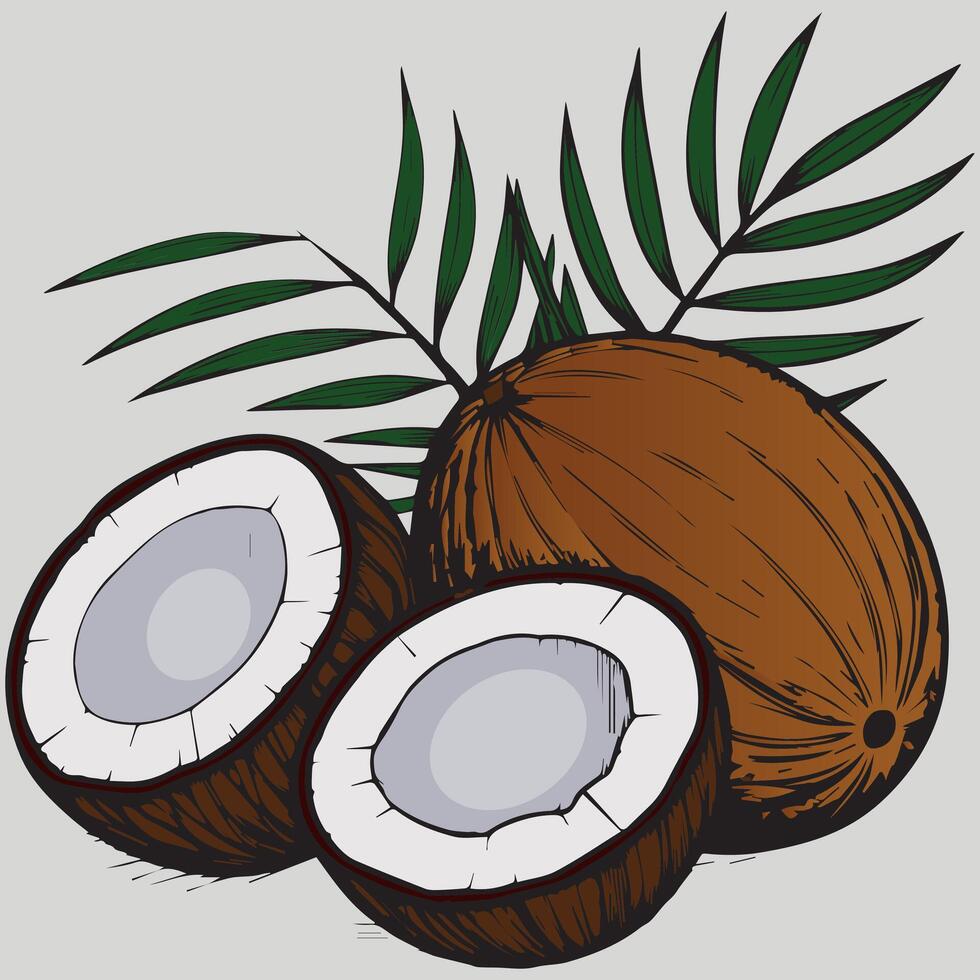 Tropical Coconut Illustration for Summer-Inspired Creations vector