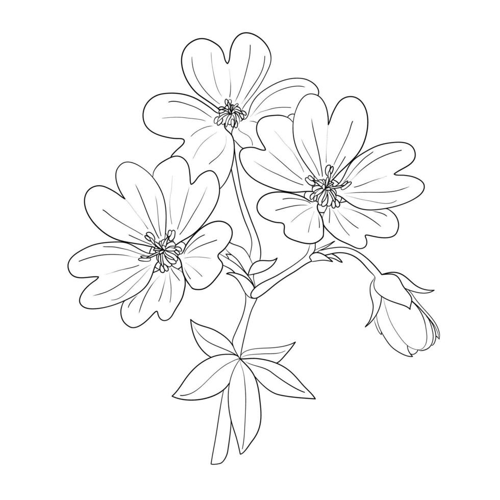 Geranium. A middle note in perfumery. Outline illustration. vector