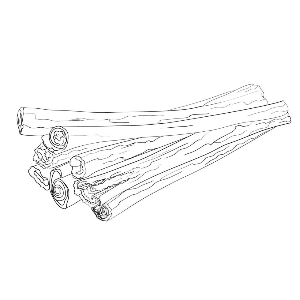 Cinnamon. A base note in perfumery. Outline illustration. vector