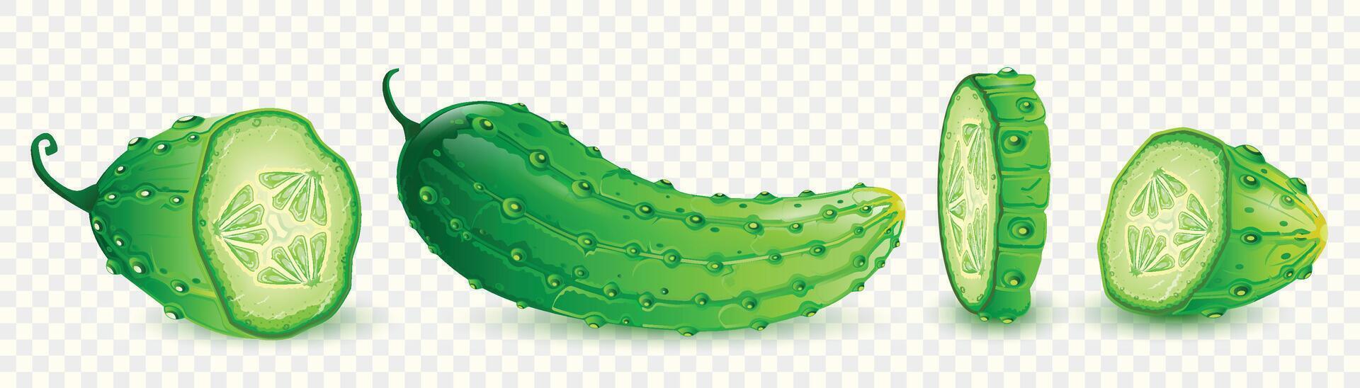 Realistic green cucumber, whole and sliced isolated . Element for salad recipes or market visuals. Illustration. vector
