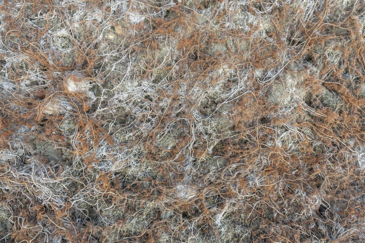 background of fresh water seaweeds in winter on a muddy shore of a lake in Colorado photo