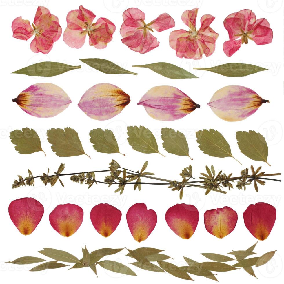 Dried leaves, twigs and flowers on a white background. Herbarium from isolated elements. Pattern photo
