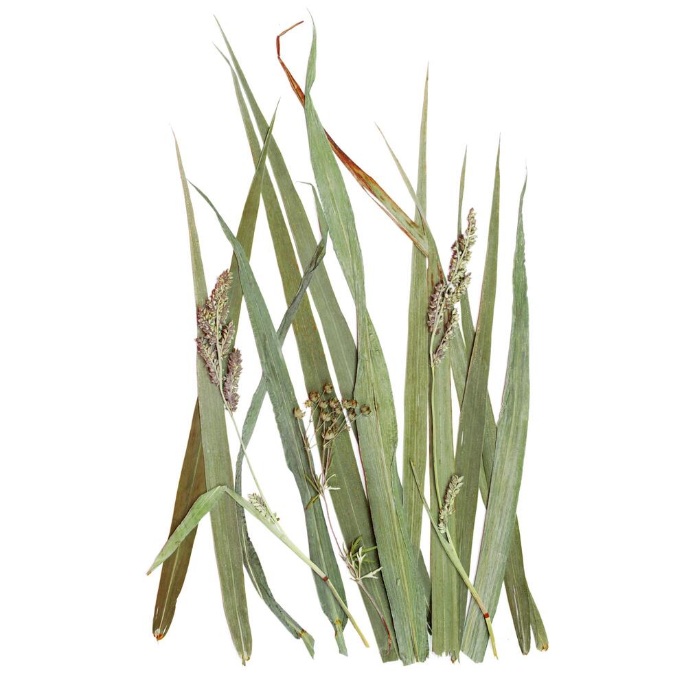 Herbarium. Dried wild plants on a white background. Botanical composition photo