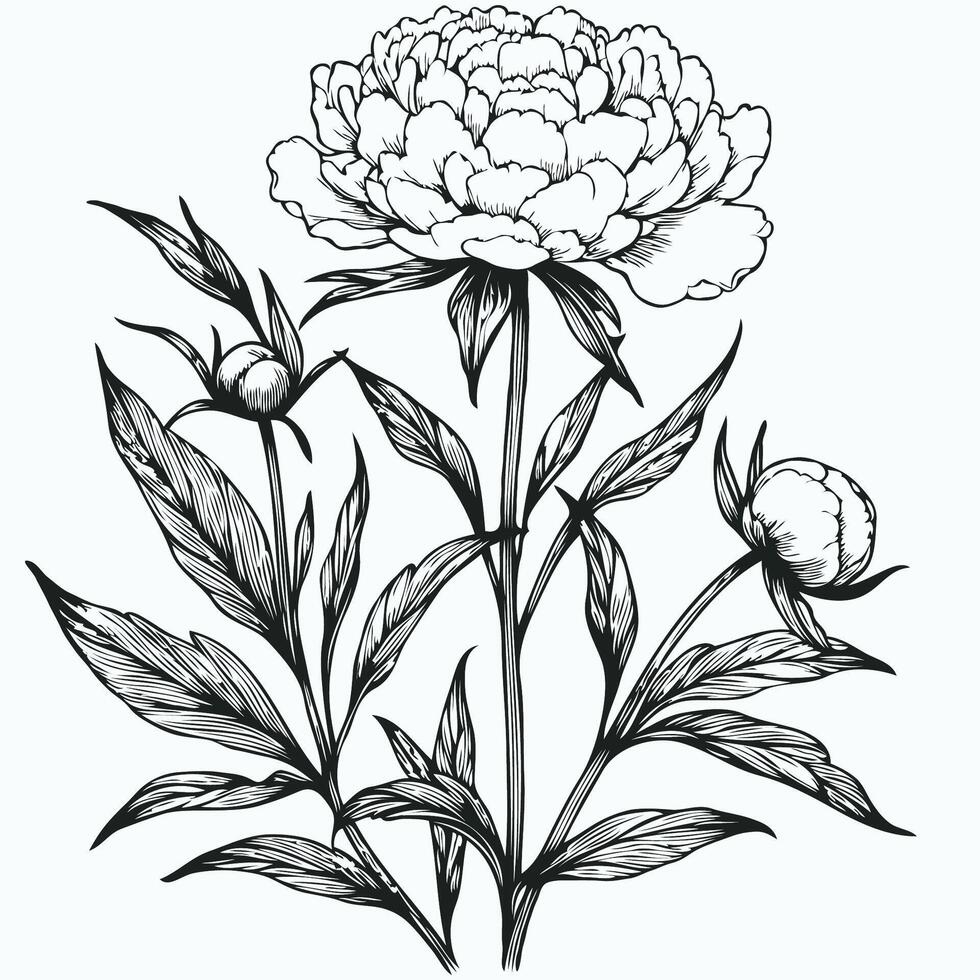 A black and white drawing of a peony flower, Collection of Peony flowers and leaves vector