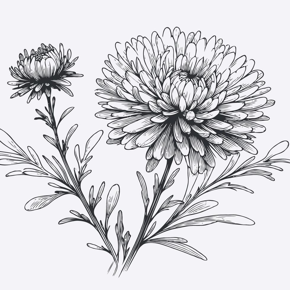 A drawing of two flowers on a white background, Chrysanthemum flower illustration isolated on transparent background vector