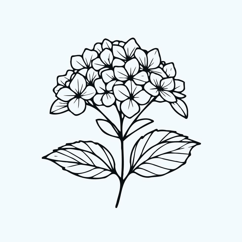 A flower is drawn in black and white on a white background, Hydrangea with lush blooming flower clusters. Blossomed floral garden plant. Gorgeous Hortensia flowers isolated on white. Flat illustration vector