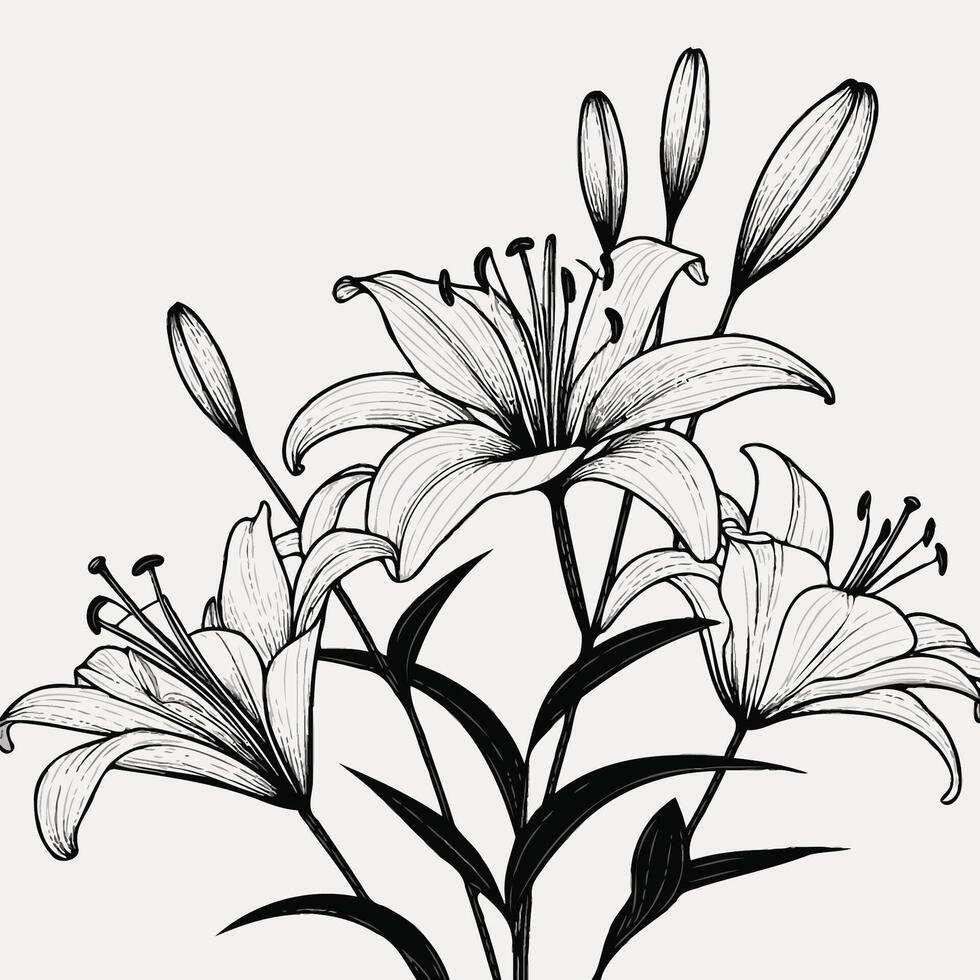 Black and white drawing of lilies, Monochrome black and white bouquet lily isolated on white background. Hand-drawn illsutration vector