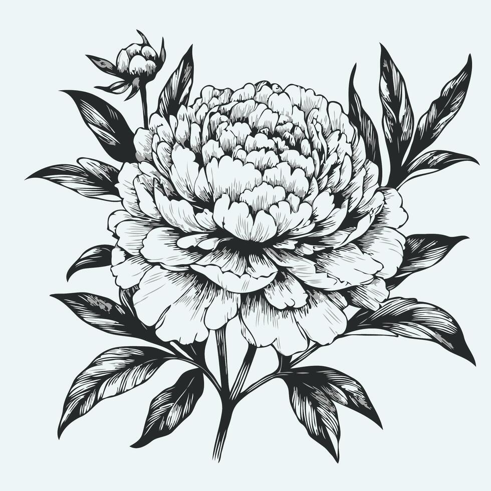 A black and white drawing of a peony flower, Floral set with peonies and leaves, flower buds. Line art, vintage graphics. Black and white vector
