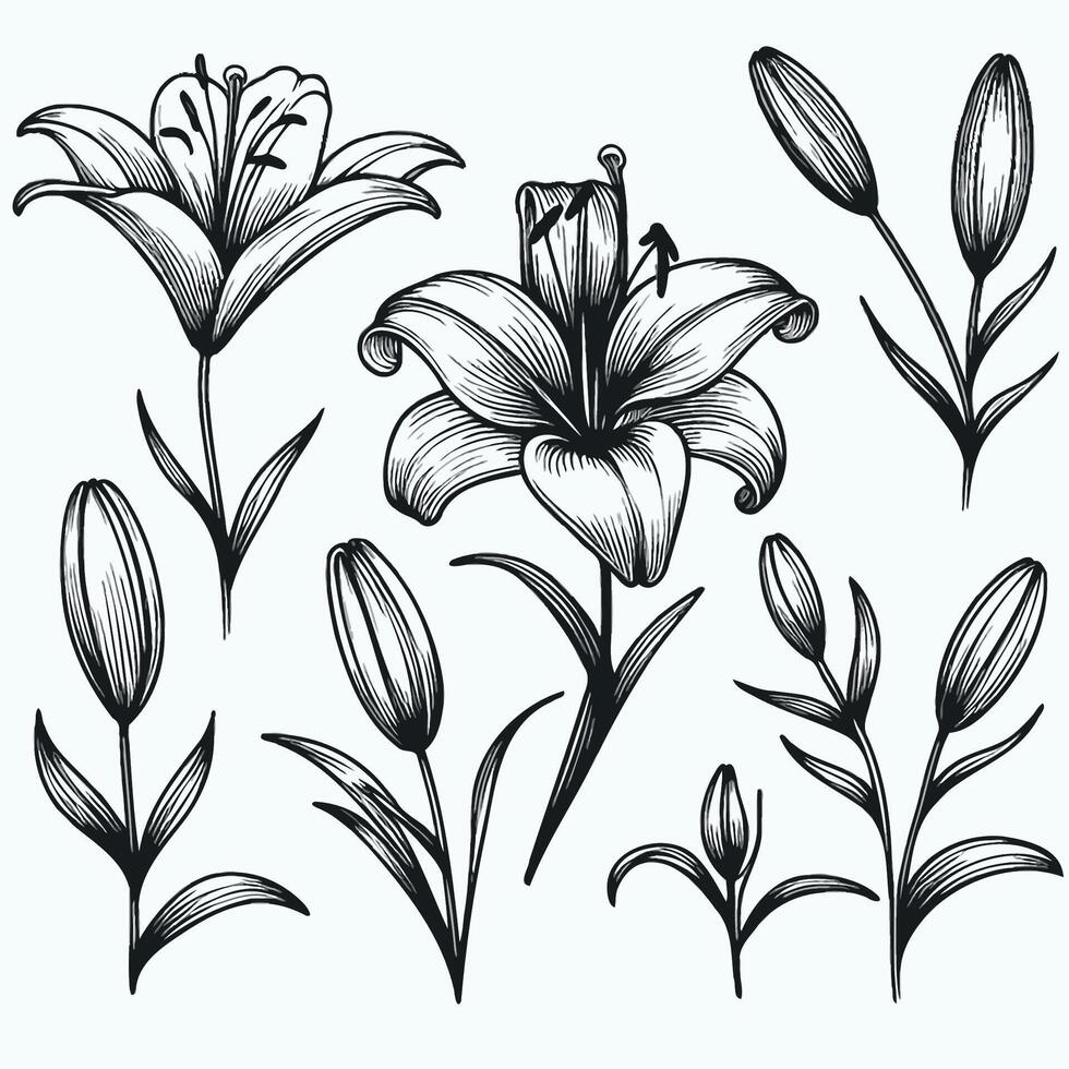 Set of lily flowers in black and white, Monochrome black and white bouquet lily isolated on white background. Hand-drawn illsutration vector