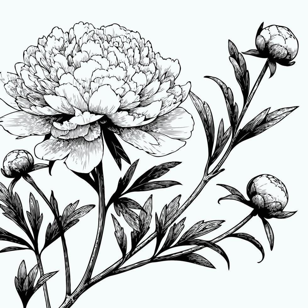 A black and white drawing of a peony flower, Bouquet of peony flower hand drawn pencil sketch coloring page and book for adults isolated on white background floral element illustration ink art vector
