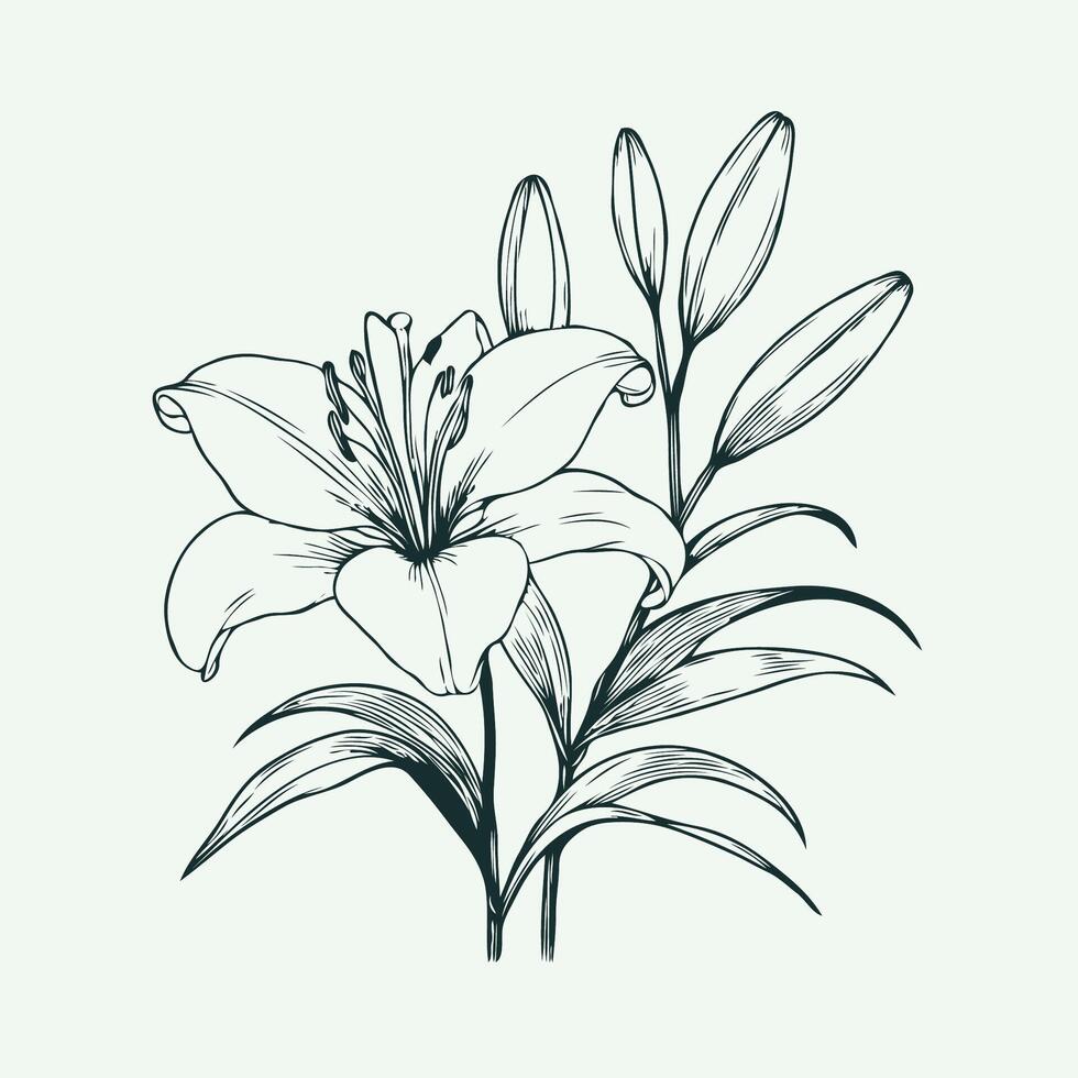 A drawing of a lily on a white background, Hand Drawn Flowers Branch of Lilies on a white background, illustration lily in line art style. Template card, invitation, banner, tattoo, design element. vector