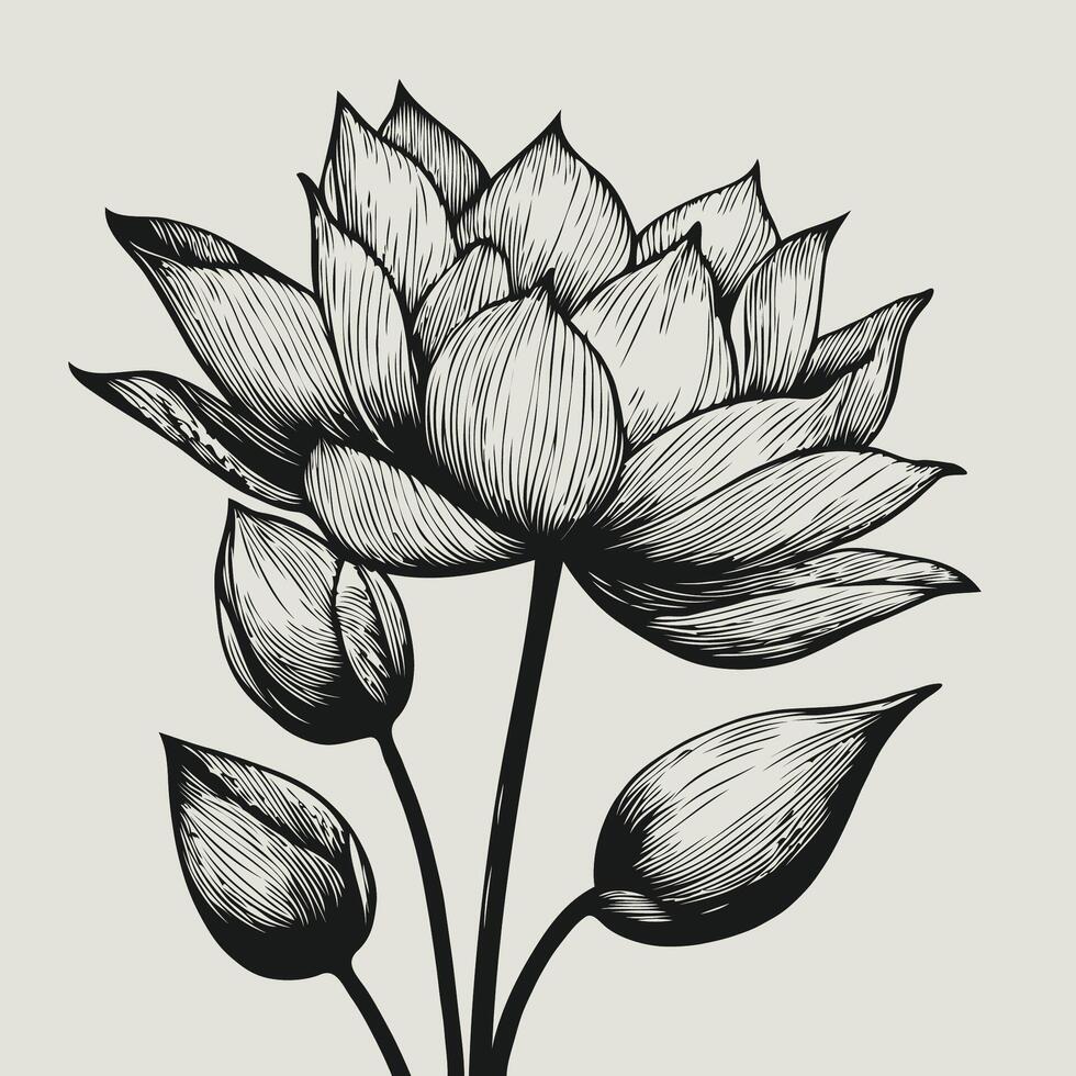Sketch of water lily flower illustration hand-drawn botanical leaf buds isolated on white, spring flower and ink art style, botanical garden element bouquet of waterlily, waterlily wall decor vector