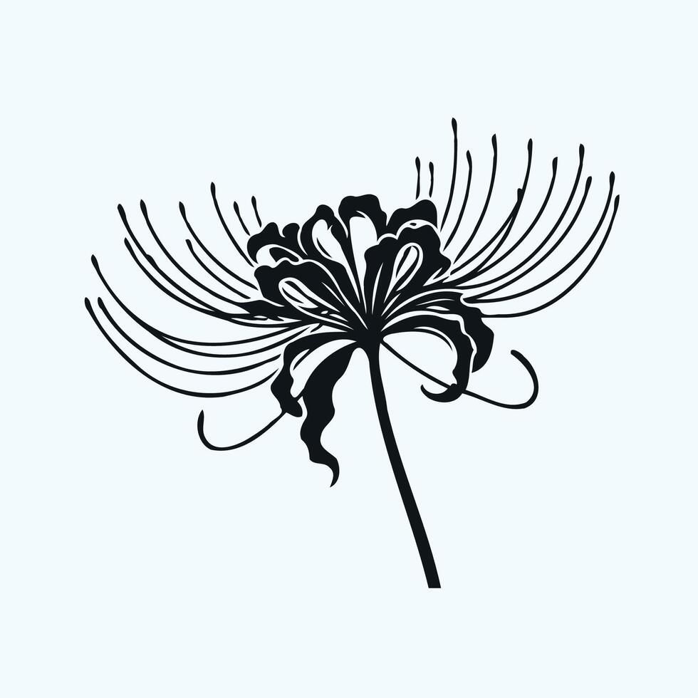 A black and white illustration of a flower, a red spiderlily flower with long stems on a white background, illustration of lily flowers vector
