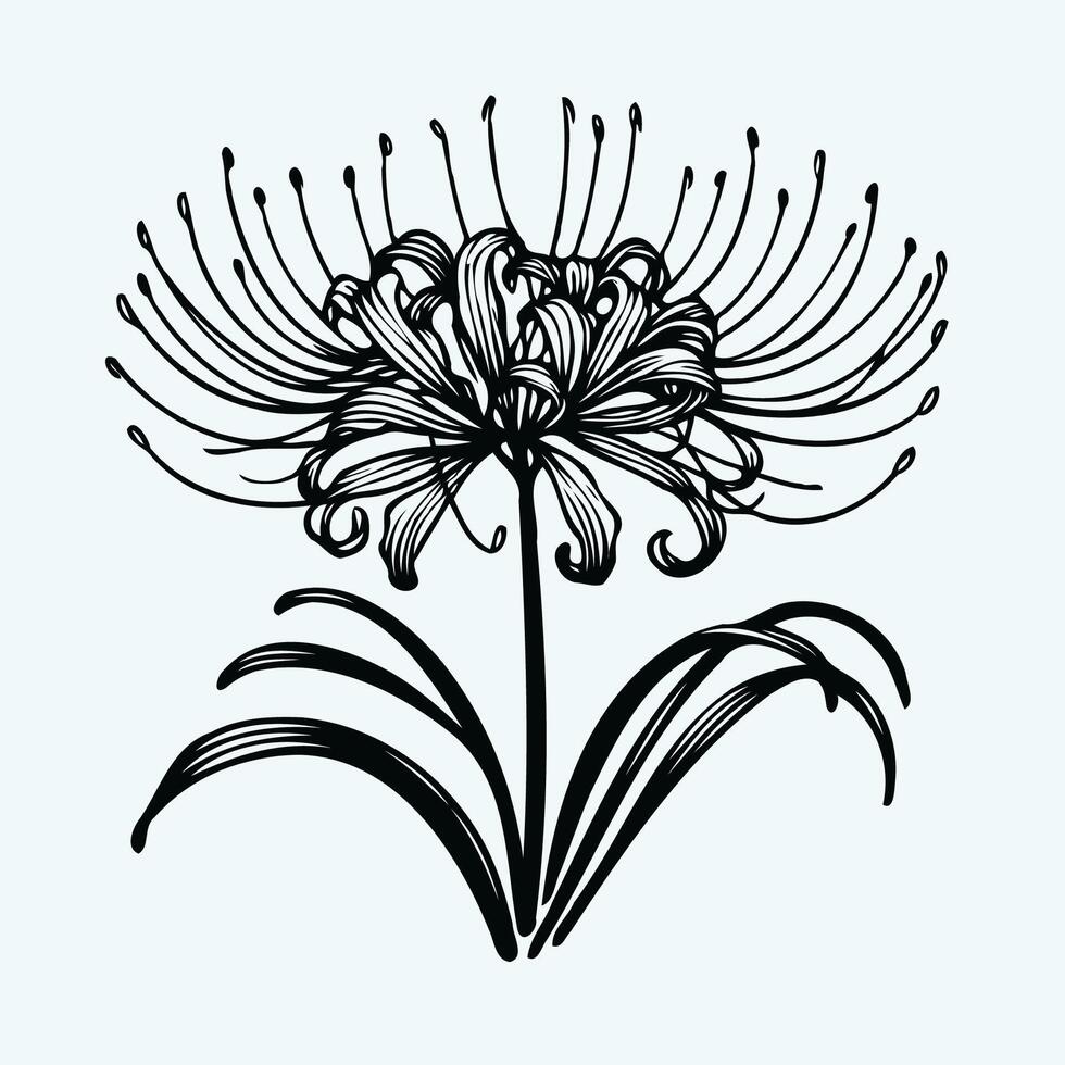 illustration of lily flowers A black and white drawing of a flower, a red spiderlily flower with long stems on a white background vector