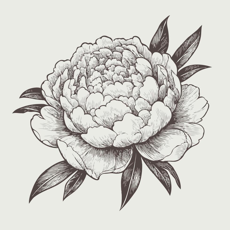 A black and white drawing of a peony flower, Set of beautiful peony flowers. Outline design. Collection of peony flower buds and leaves. Botany vector