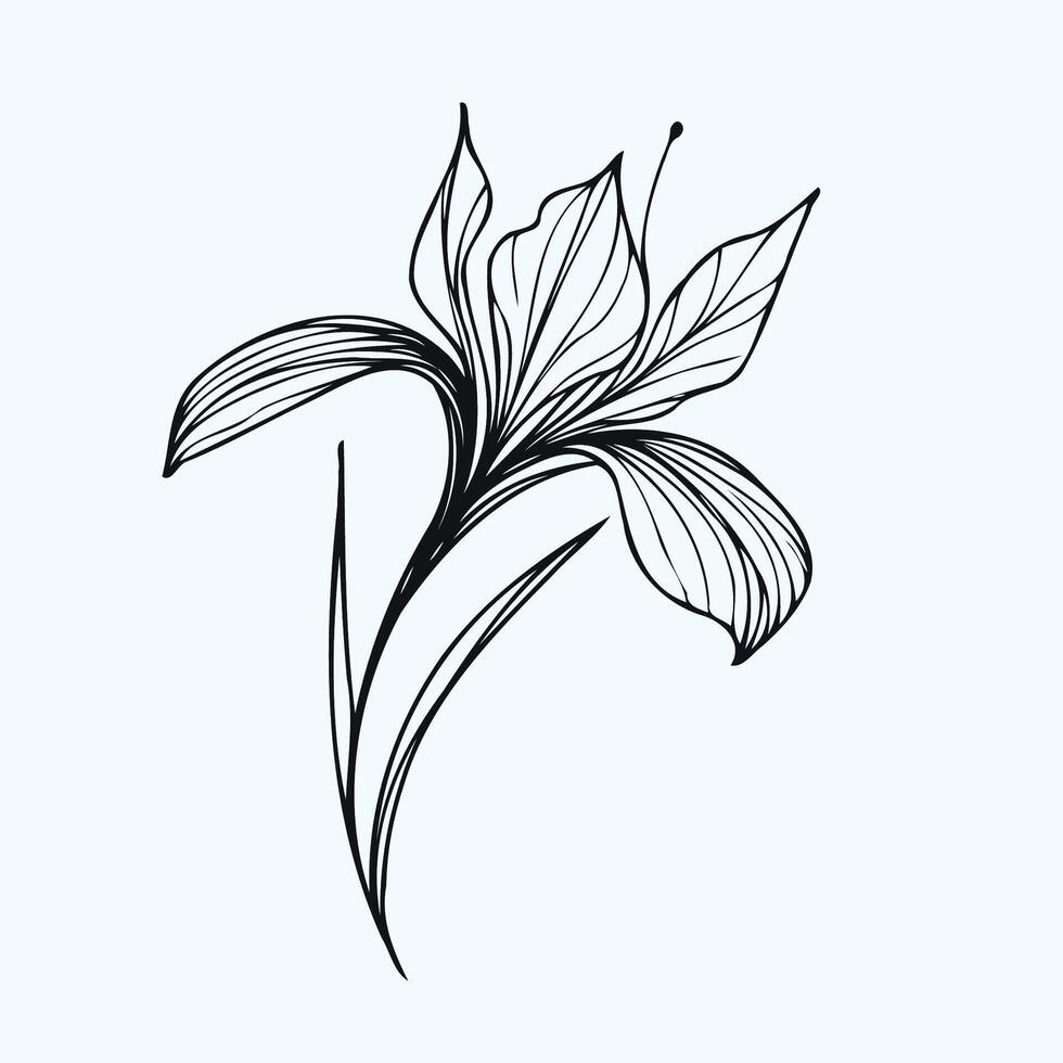 A black and white drawing of a flower, iris flower sketch vintage iris flowers drawing vector