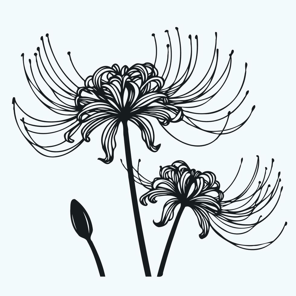 Black and white illustration of a flower, Hand drawn 3d red spider lily isolated on white background vector