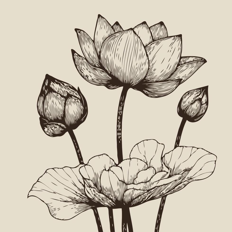 A drawing of a lotus flower with leaves, line drawings, hand painted waterlily wall art, Campanule Clochette botanical, simple drawing, waterlily outline drawing, lotus line art, hand drawn waterlily vector