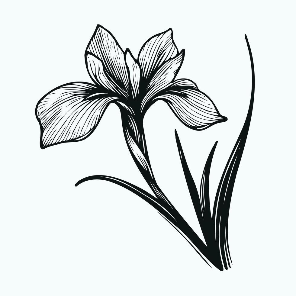 Flowers coloring pages, book, sketch of iris flower drawing, Hand drawn iris flower, botanical leaf bud illustration engraved ink art style. iris flower sketch vintage iris flowers drawing vector