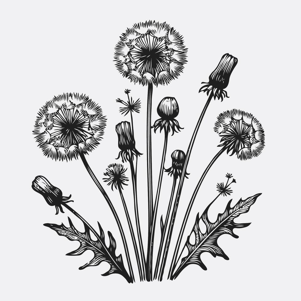 A black and white drawing of dandelions, Set of dandelion life cycle vector