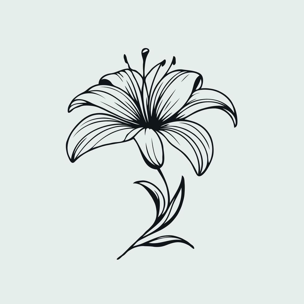 A black and white drawing of a lily, Single black line lily flower, open bud with stem and leaves, outline illustration vector