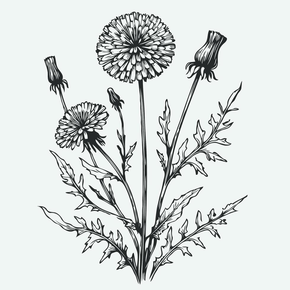 A drawing of a bunch of flowers, set of dandelion flowers and leaf. Hand painted linear flowers. Graphic clipart isolated on background. Botanical and wedding illustration. For designers vector