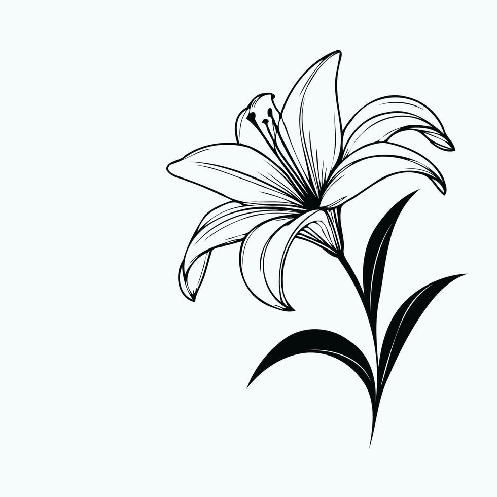 A black and white drawing of a lily, Lily flower arrangement line art on white background. Silhouette lilies botanical hand drawn element for wedding, invitation frame design illustration vector