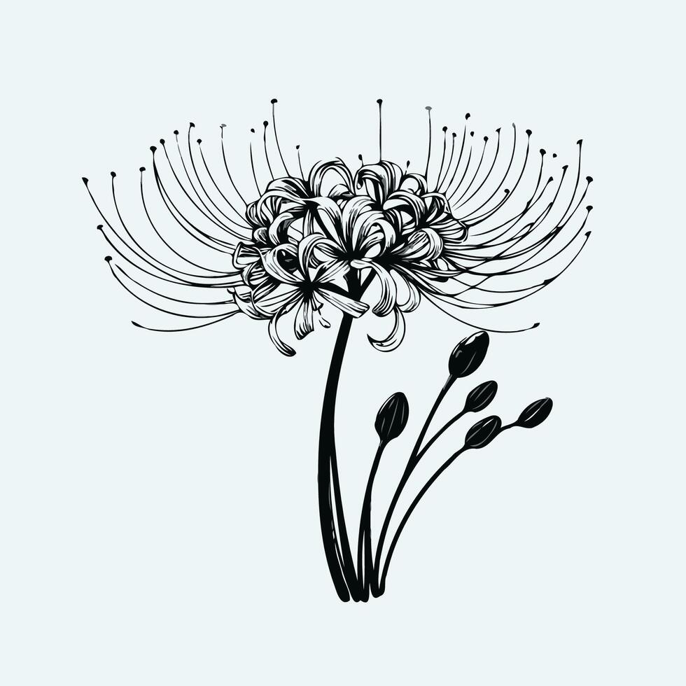 A black and white drawing of a flower, Hand drawn illustration. Collection of exotic plants Spider lily. Set of Lycoris flowers. vector